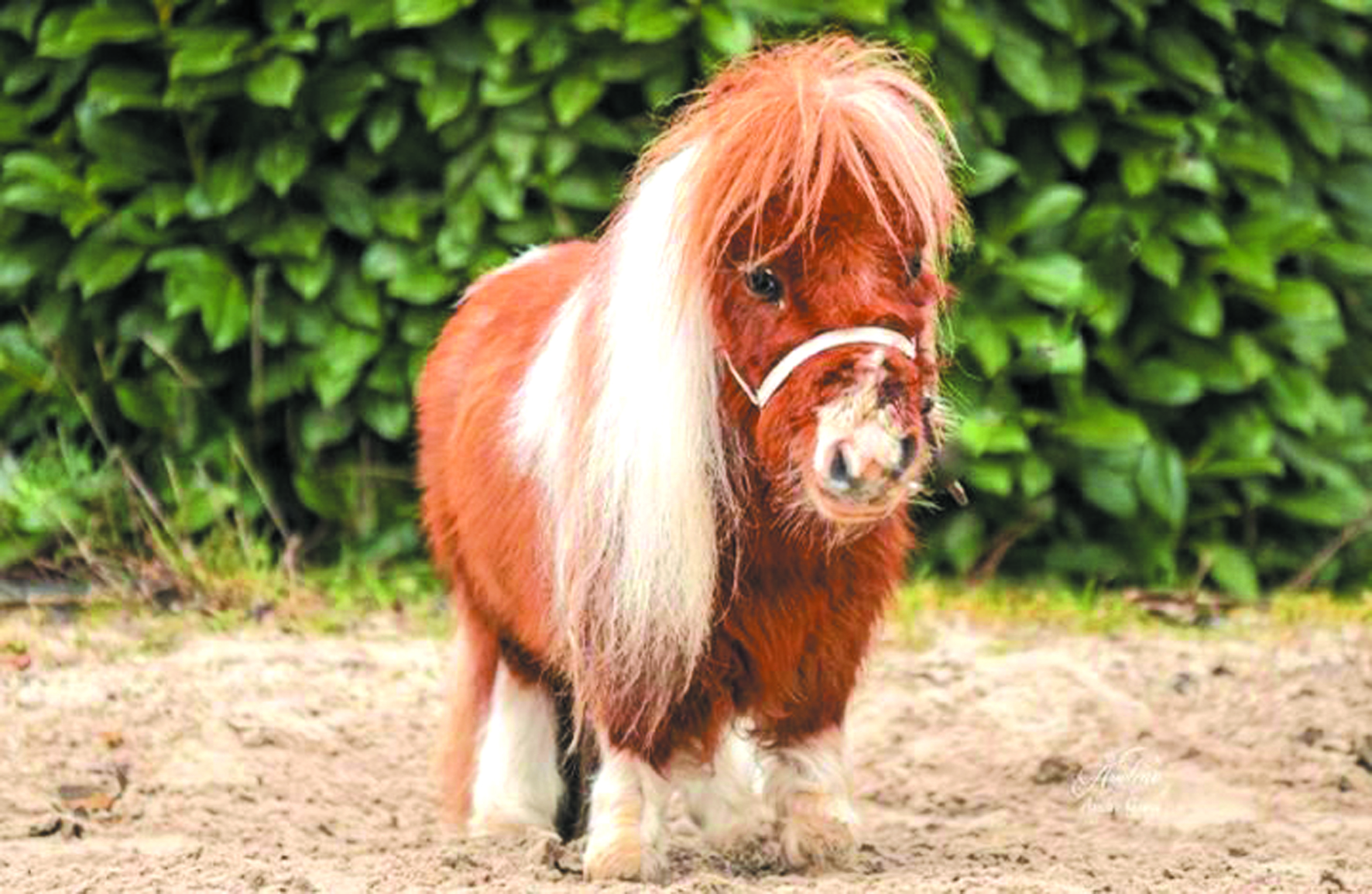 세계에서 가장 작은 말, 키 52.6센치메터