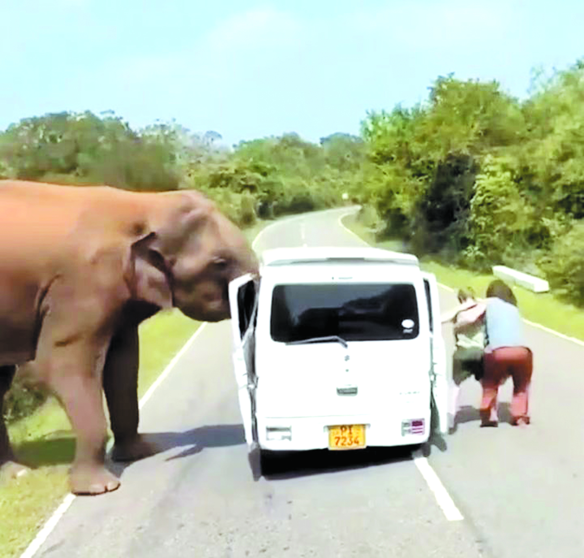 야생코끼리, 관광객 탄 차량 들어올려