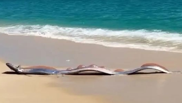 메히꼬 해변에 거대 산칼치 등장